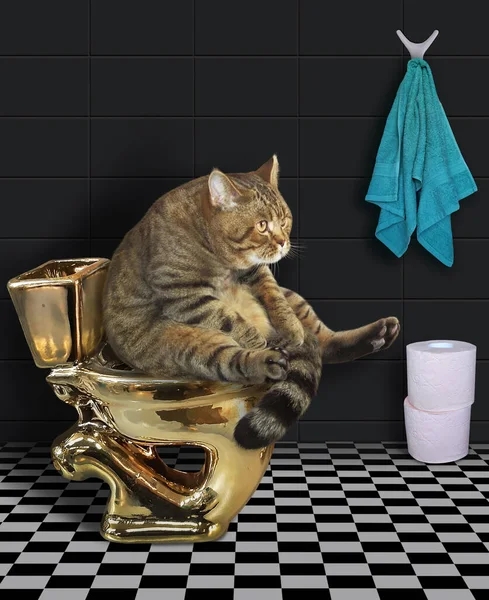 Gato Beige Está Sentado Inodoro Oro Baño Rollos Papel Higiénico — Foto de Stock