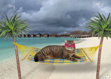 Kalp şeklinde güneş gözlüklü bej kedi Maldivler 'in tropik bir plajında bir hamakta dinleniyor..