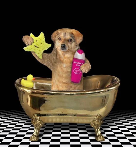 Beige Dog Taking Bath Gold Bathtub Holds Star Shaped Sponge — Stock Photo, Image