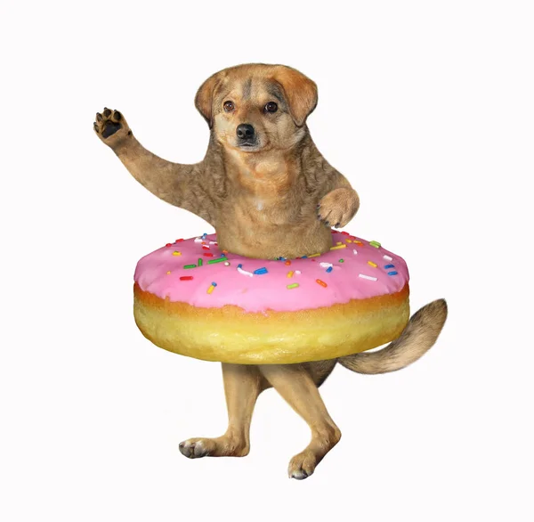 Beige Hond Deed Een Roze Donut Zijn Middel Witte Achtergrond — Stockfoto