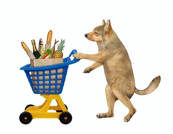 Beżowy Pies Popycha Żółty Niebieski Plastikowy Wózek Pełen Różnych Artykułów — Zdjęcie stockowe