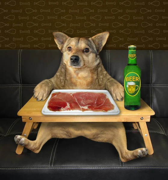 Beige Dog Drinking Beer Eating Slices Meat White Square Plate — Stock Photo, Image