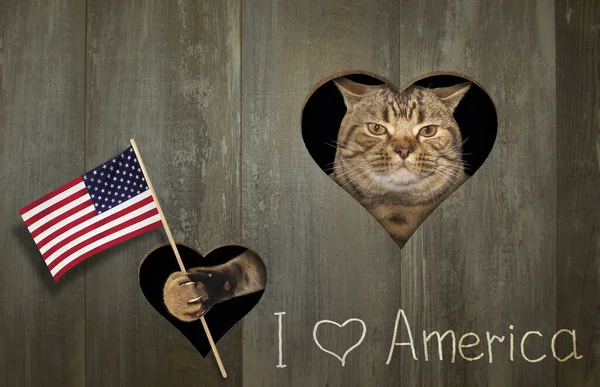 야성적 애국자 고양이는 울타리의 모양의 구멍을 국기를 꽂았다 미국을 사랑해 — 스톡 사진