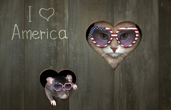 爱国的猫和戴着心形太阳镜的老鼠正从木制栅栏的孔里往外看 我爱美国 — 图库照片