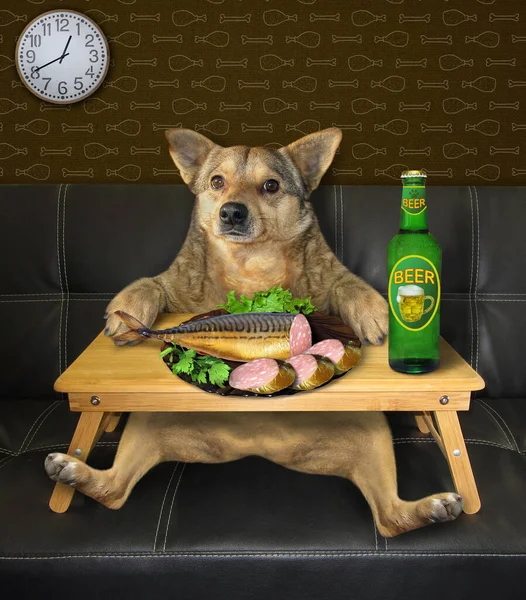 Beige Dog Drinking Beer Eating Stuffed Fish White Square Plate — Stock Photo, Image