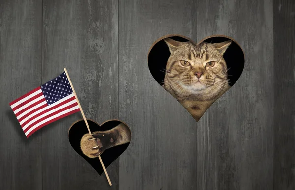 야성적 애국자 고양이는 울타리의 모양의 구멍을 국기를 꽂았다 — 스톡 사진