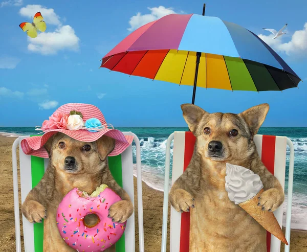 ベージュの犬のカップルは 海岸沿いの複数の色の傘の下でビーチチェアに座っています そのうちの1つはアイスクリームのコーンともう1つはピンクのドーナツを食べる — ストック写真