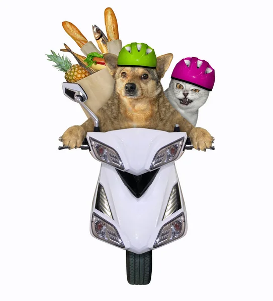 Cane Beige Con Gatto Grigio Casco Sta Guidando Una Moto — Foto Stock