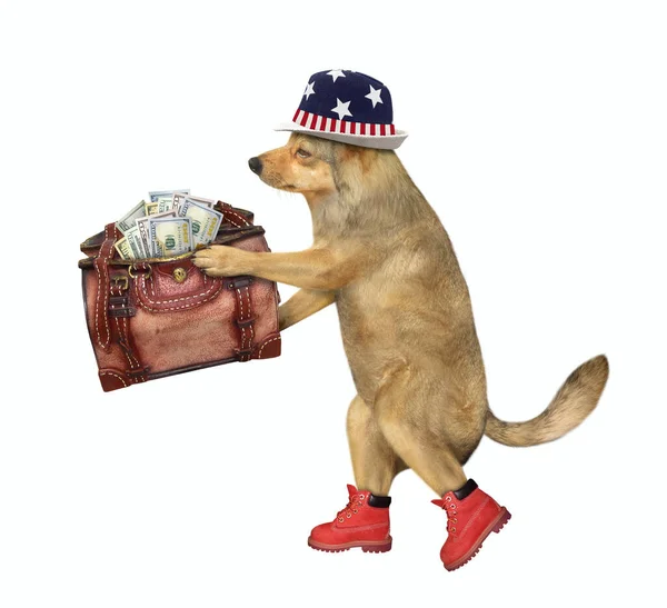 Бежевая Патриотическая Собака Американской Шляпе Красных Туфлях Ходит Кожаной Сумкой — стоковое фото