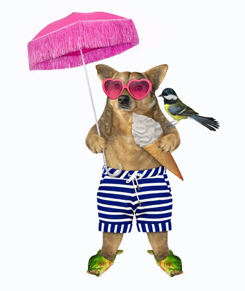 Beige Dog Striped Shorts Sea Slippers Pink Heart Shaped Sunglasses — Stock Photo, Image