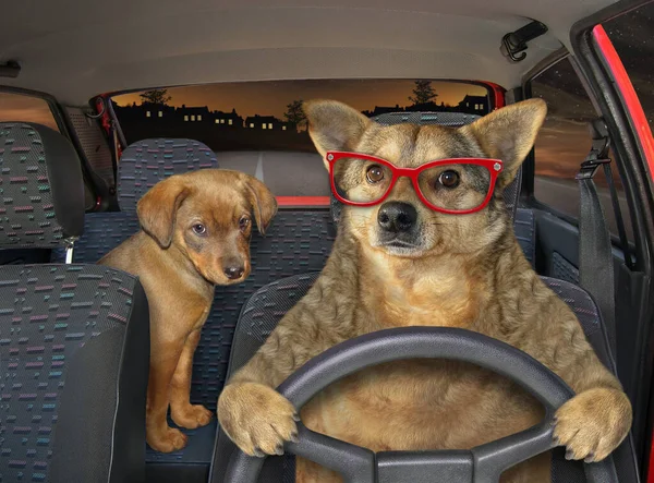 The beige dog in glasses is driving a red car on the highway at night. His puppy is next to him.