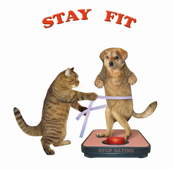 Beige Dog Standing Weigh Scale Cat Measuring Dog Waist Measure — Stock Photo, Image