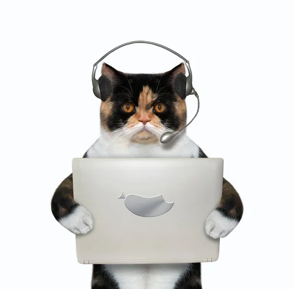 Wielokolorowy Kot Słuchawkach Trzyma Srebrny Laptop Białe Tło Izolacja — Zdjęcie stockowe