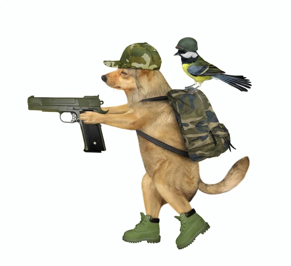 軍の制服を着たベージュの犬が銃を持って歩いている 彼のバックパックには軍のヘルメット席の鳥 白地だ — ストック写真