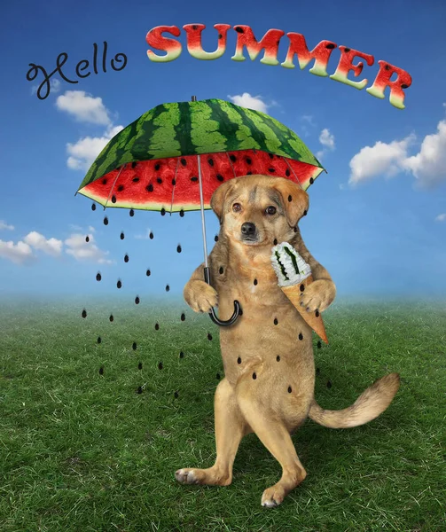 Den Beige Hunden Med Glasstrut Går Ett Vattenmelonparaply Ängen Hej — Stockfoto