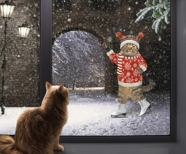 Die Beige Katze Sitzt Auf Einem Fensterbrett Und Schaut Aus — Stockfoto