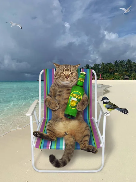 Die Beige Katze Mit Einer Flasche Bier Ruht Auf Einem — Stockfoto