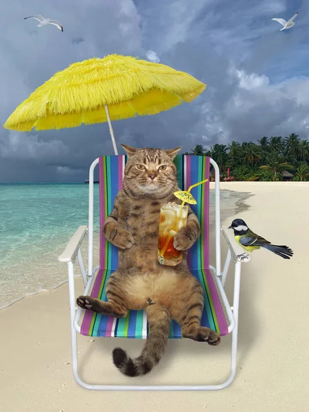 The beige cat with a glass of cocktail is resting on a beach chair under a straw umbrella on the tropical beach of the maldives. A bird is sitting next to him.