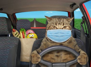 Cerrahi koruma maskeli bej kedi otoyolda kırmızı bir araba kullanıyor. Yanında yiyecek dolu bir kese kağıdı var..