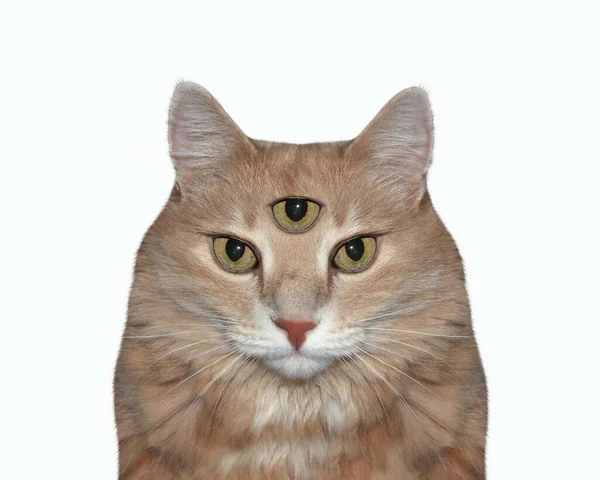 Рыжего Кота Третий Глаз Белый Фон Isolated — стоковое фото