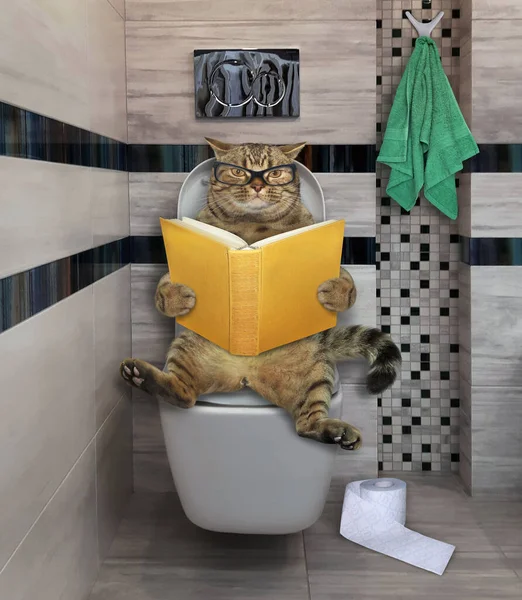 The beige cat in glasses is sitting on a white toilet bowl and reading a book in the bathroom.