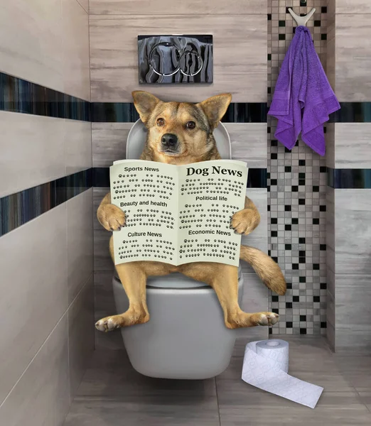 The beige dog is sitting on a white toilet bowl and reading a newspaper in the bathroom.