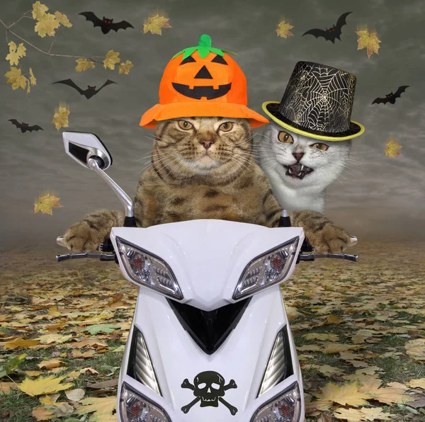 The beige cat in a pumpkin hat and his friend are riding a white motorbike on the autumn forest for Halloween. They have fun.