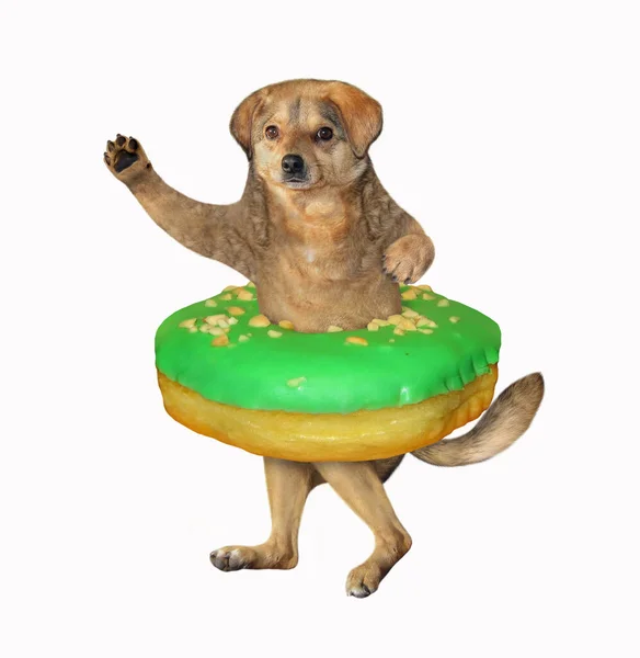 Beige Hond Deed Een Groene Donut Zijn Middel Witte Achtergrond — Stockfoto