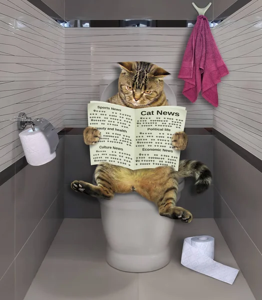 Gato Beige Está Sentado Inodoro Blanco Leyendo Periódico Baño — Foto de Stock