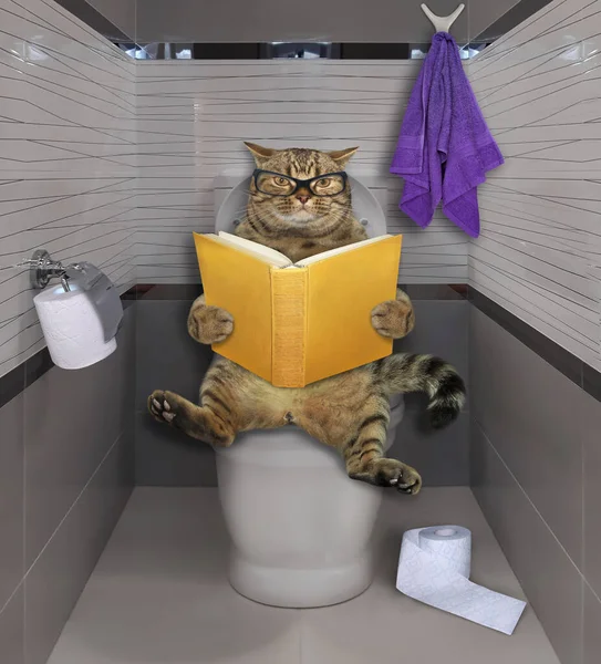 Beige Cat Glasses Sitting White Toilet Bowl Reading Book Bathroom — Stock Photo, Image