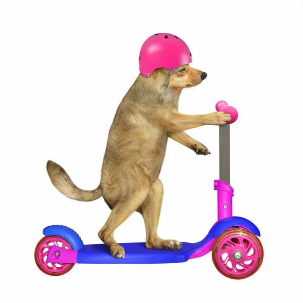 Béžový Pes Růžové Bezpečnostní Motocyklové Helmě Jede Koloběžce Bílé Pozadí — Stock fotografie