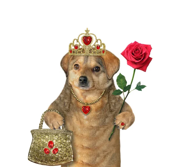 Rainha Cão Bege Uma Coroa Ouro Pingente Forma Coração Rubi — Fotografia de Stock