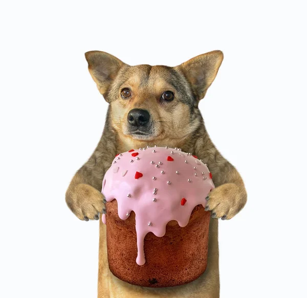 The beige dog is holding a big cake with pink glaze. White background. Isolated.