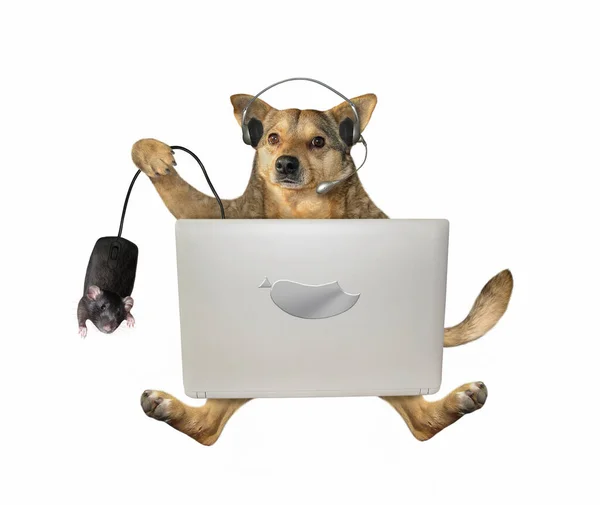 Бежевая Собака Наушниках Работает Серебряным Ноутбуком Лапе Черная Компьютерная Мышь — стоковое фото