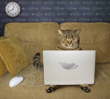 Bej kedi evdeki bir kanepede gümüş bir laptop kullanıyor. Yanında beyaz bir bilgisayar faresi var..