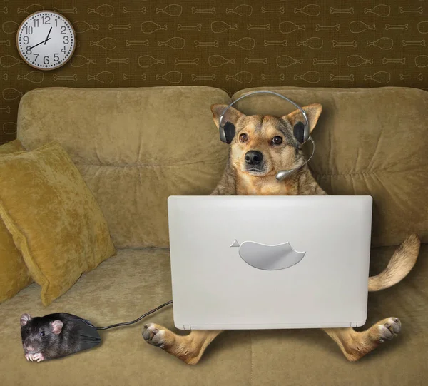 Beżowy Pies Słuchawkach Używa Srebrnego Laptopa Kanapie Domu Obok Niego — Zdjęcie stockowe