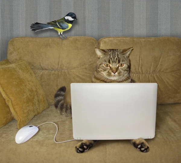 The beige cat is using a silver laptop on a sofa at home. A white computer mouse and a bird are next to him.