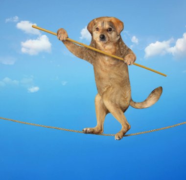 Çubuklu bej köpek akrobat ipte yürüyor. Gökyüzü arkaplanı.