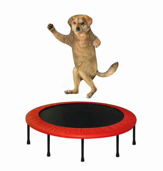 The beige dog is jumping on a red round trampoline. White background. Isolated.