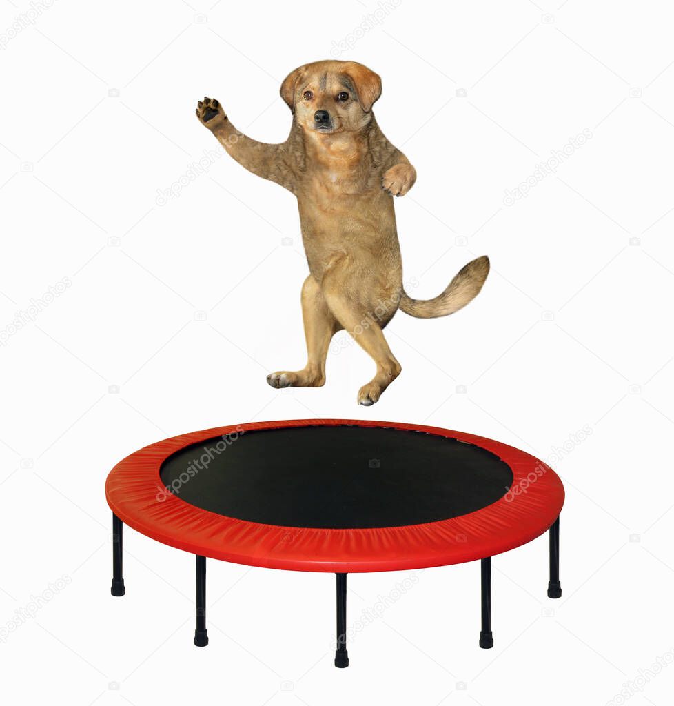 The beige dog is jumping on a red round trampoline. White background. Isolated.