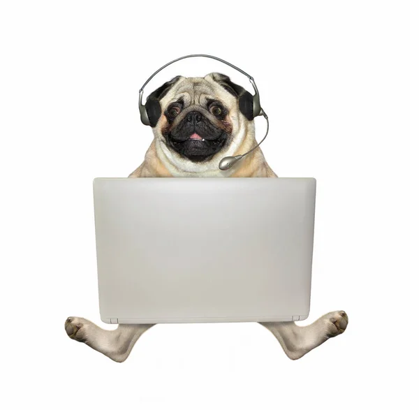 Hond Hoofdtelefoon Werkt Met Een Zilveren Laptop Witte Achtergrond Geïsoleerd — Stockfoto