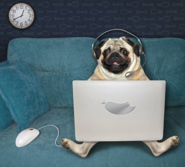 Kulaklıklı köpek evdeki mavi koltukta gümüş bir dizüstü bilgisayar kullanıyor. Yanında beyaz bir bilgisayar faresi var..