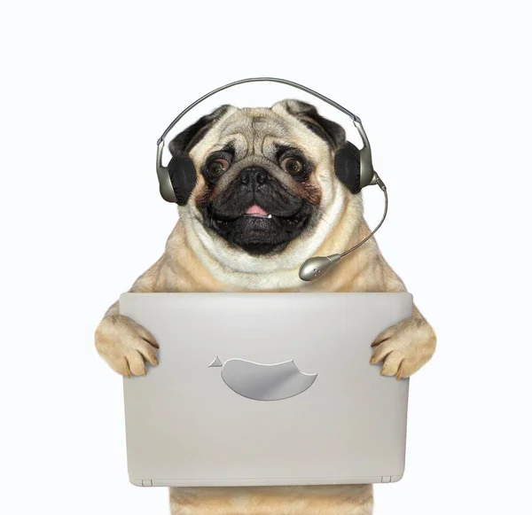 Cachorro Fones Ouvido Está Segurando Laptop Prateado Fundo Branco Isolados — Fotografia de Stock