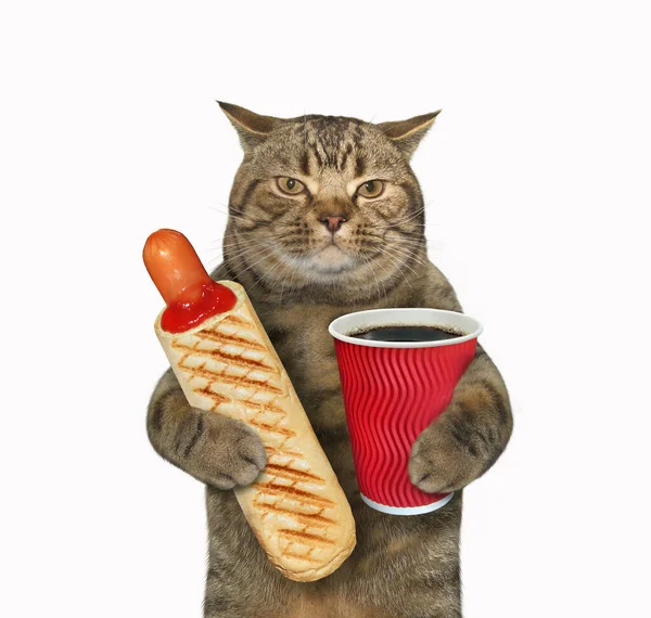 这只米色的猫正在吃着热狗 喝着红纸杯里的咖啡 白色背景 被隔离了 — 图库照片