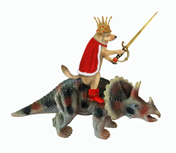 Бежевый Король Собак Красном Плаще Золотая Корона Сапоги Мечом Рубином — стоковое фото