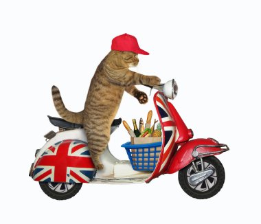 Elinde alışveriş sepeti olan kırmızı şapkalı bej renkli kedi bir İngiliz motosikletine biniyor. Beyaz arka plan. İzole edilmiş.