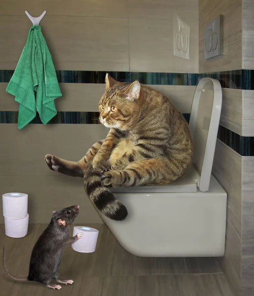 The beige cat is sitting on a white toilet bowl in the bathroom. A black rat gives him a roll of toilet paper.