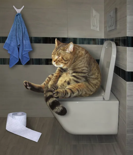 Gato Beige Está Sentado Inodoro Blanco Baño — Foto de Stock