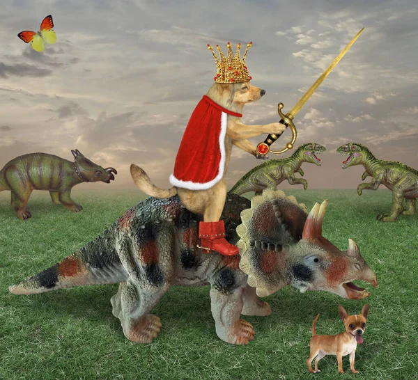 Kırmızı Pelerinli Bej Köpek Kralı Bir Altın Taç Yakutlu Bir — Stok fotoğraf