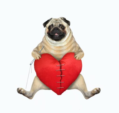 İğnesi ve dikiş ipliği olan pug köpeği büyük, kırmızı bir kalple onarıyor. Beyaz arka plan. İzole edilmiş.